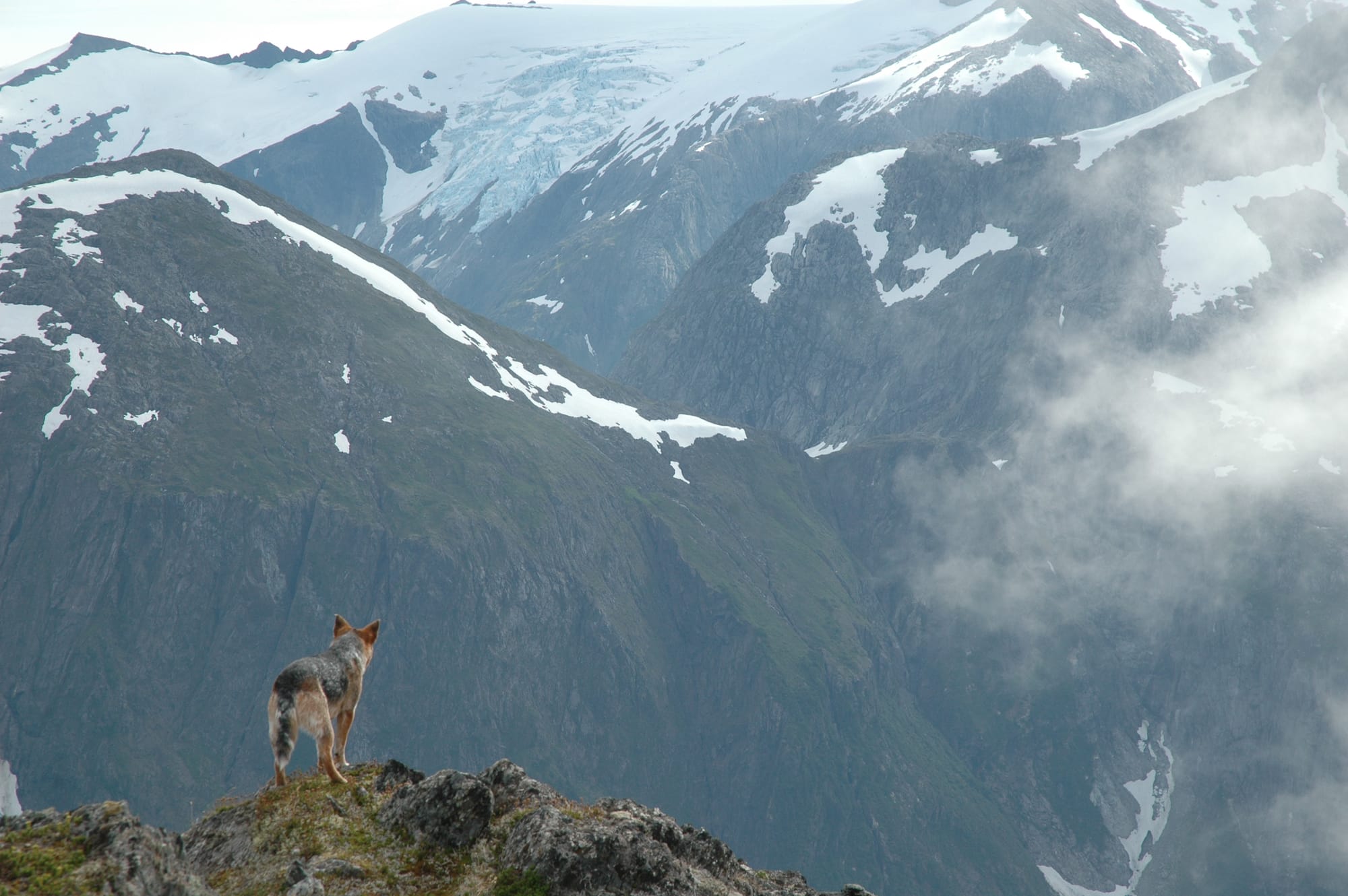 blue heeler pup standing at the edge of a cliff, looking out at steep glaciated mountains