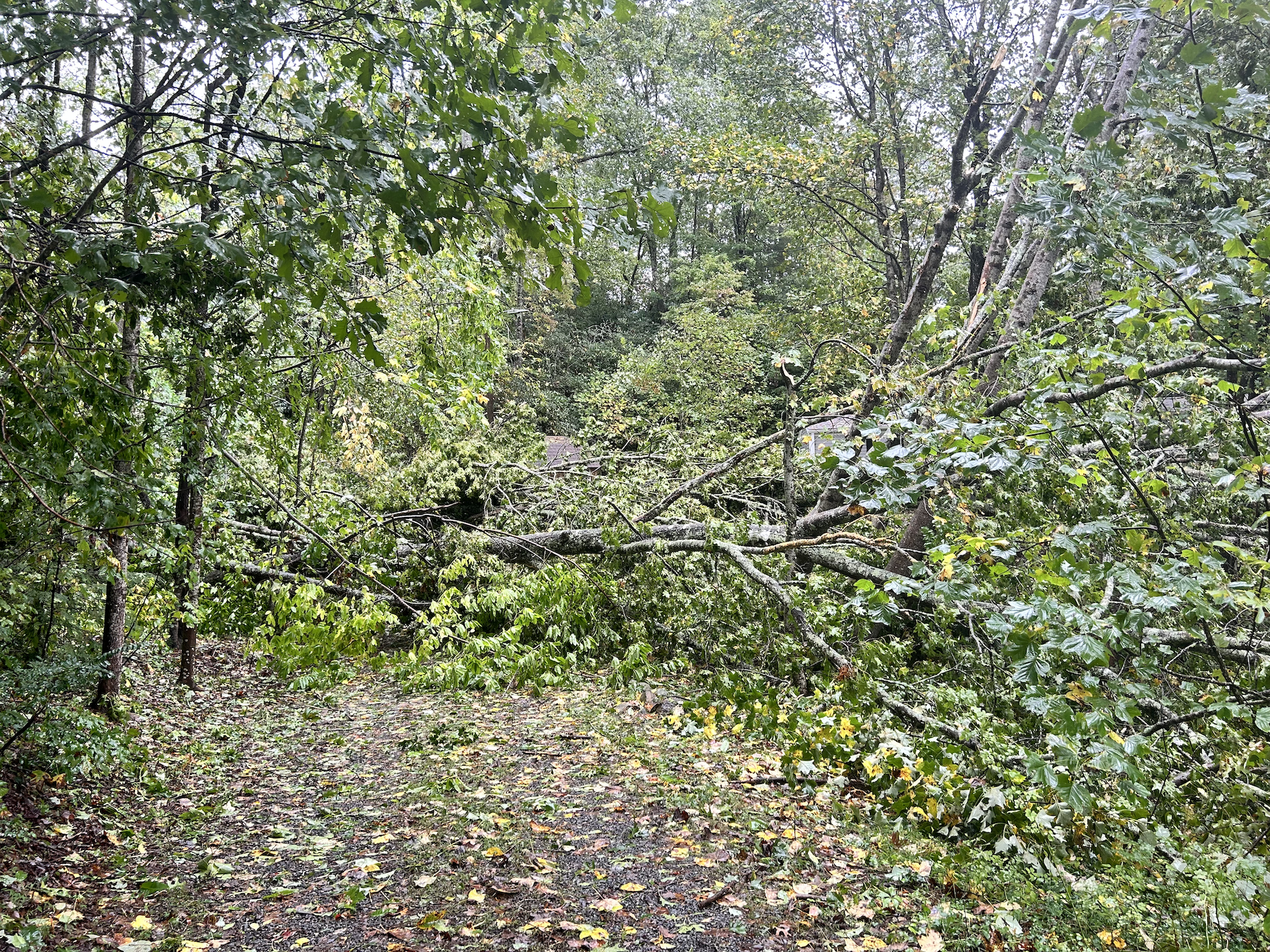 driveway with a cluster of downed trees across it