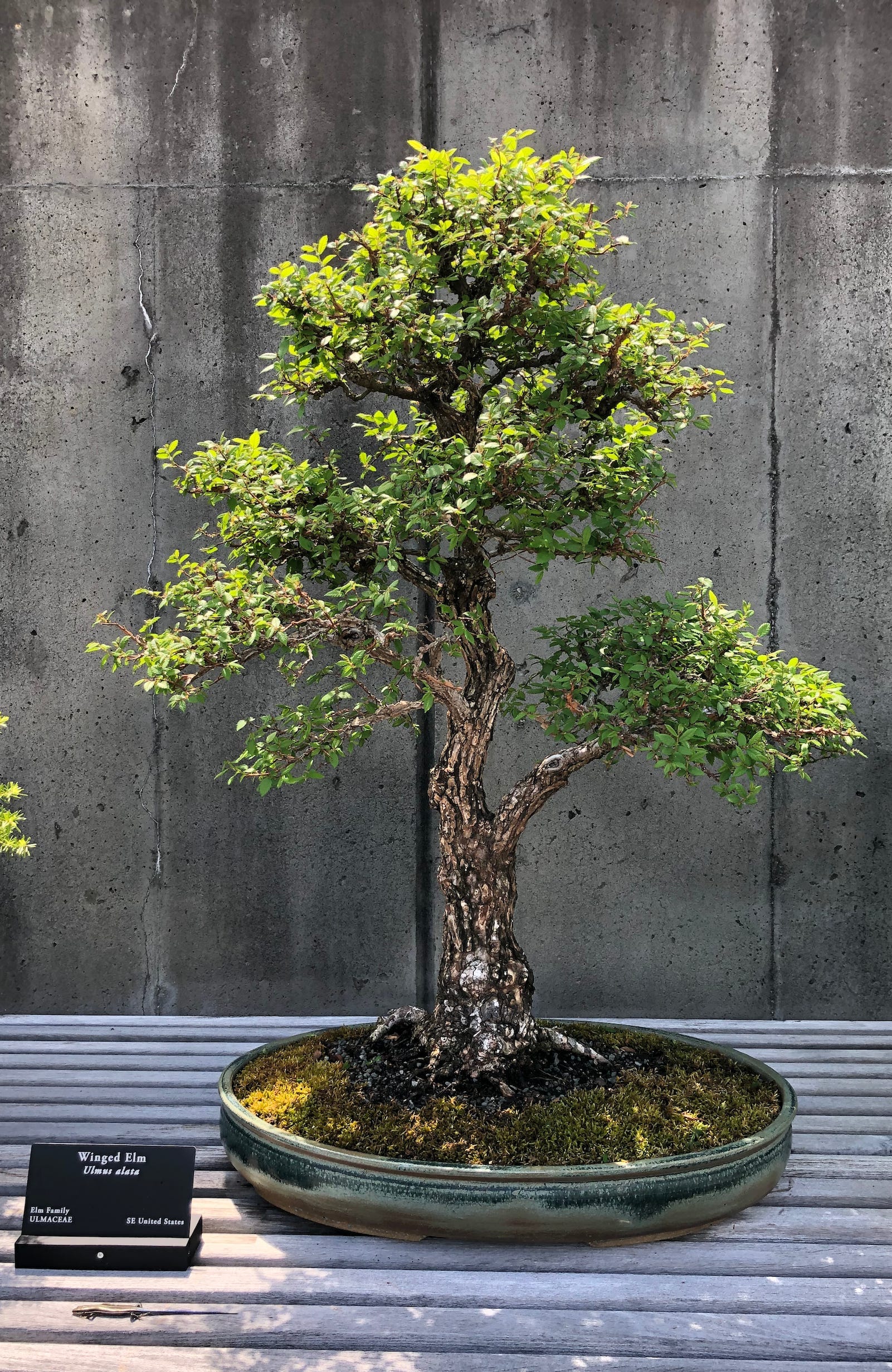 Winged Elm Bonsai tree.