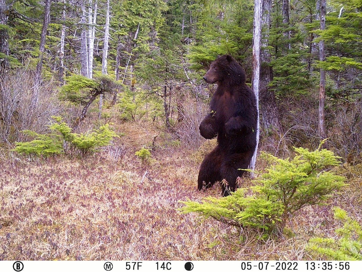 Large grizzly bear standing in a muskeg, rubbing its back against a tree.