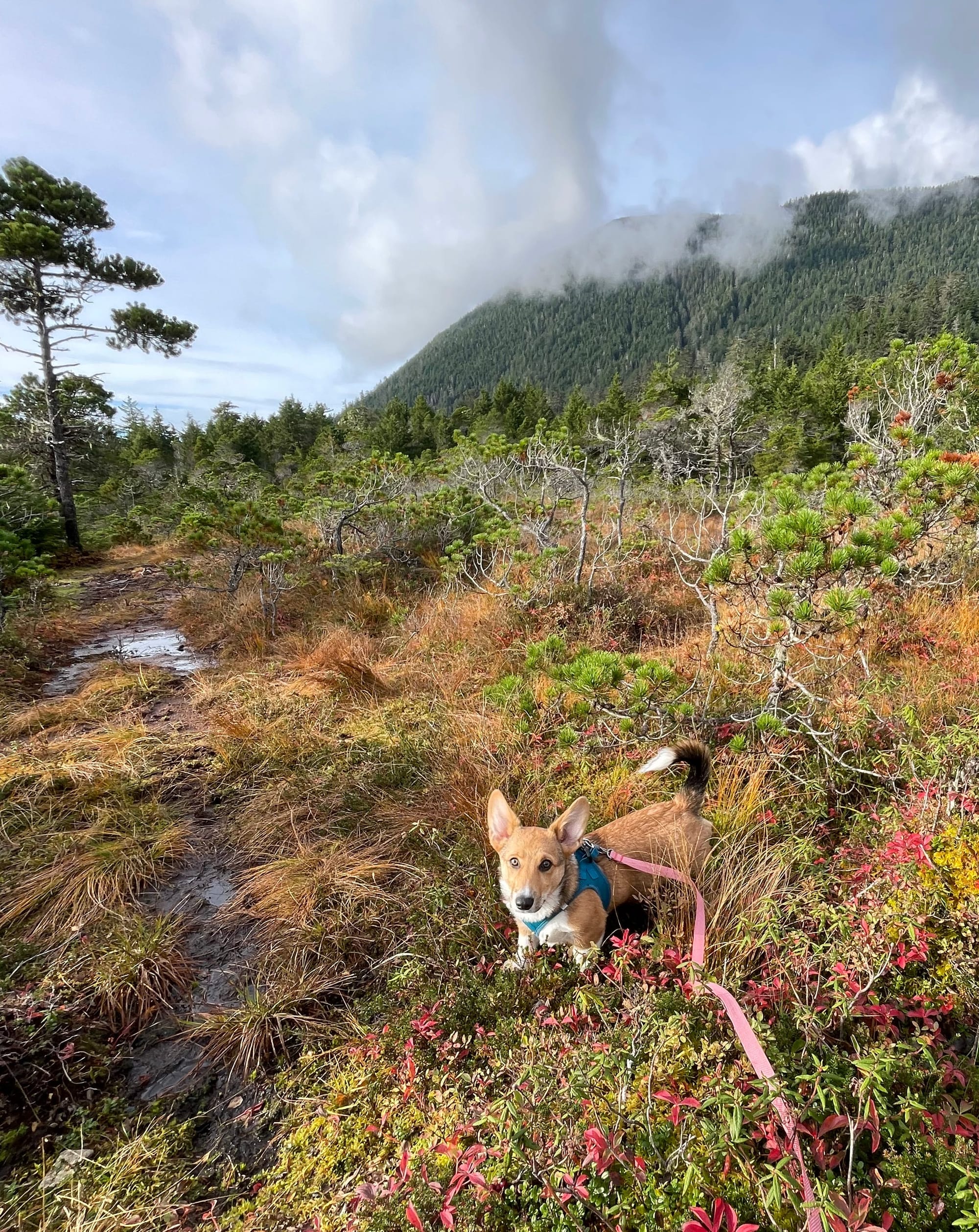 dog on leash in muskeg, with fall colors