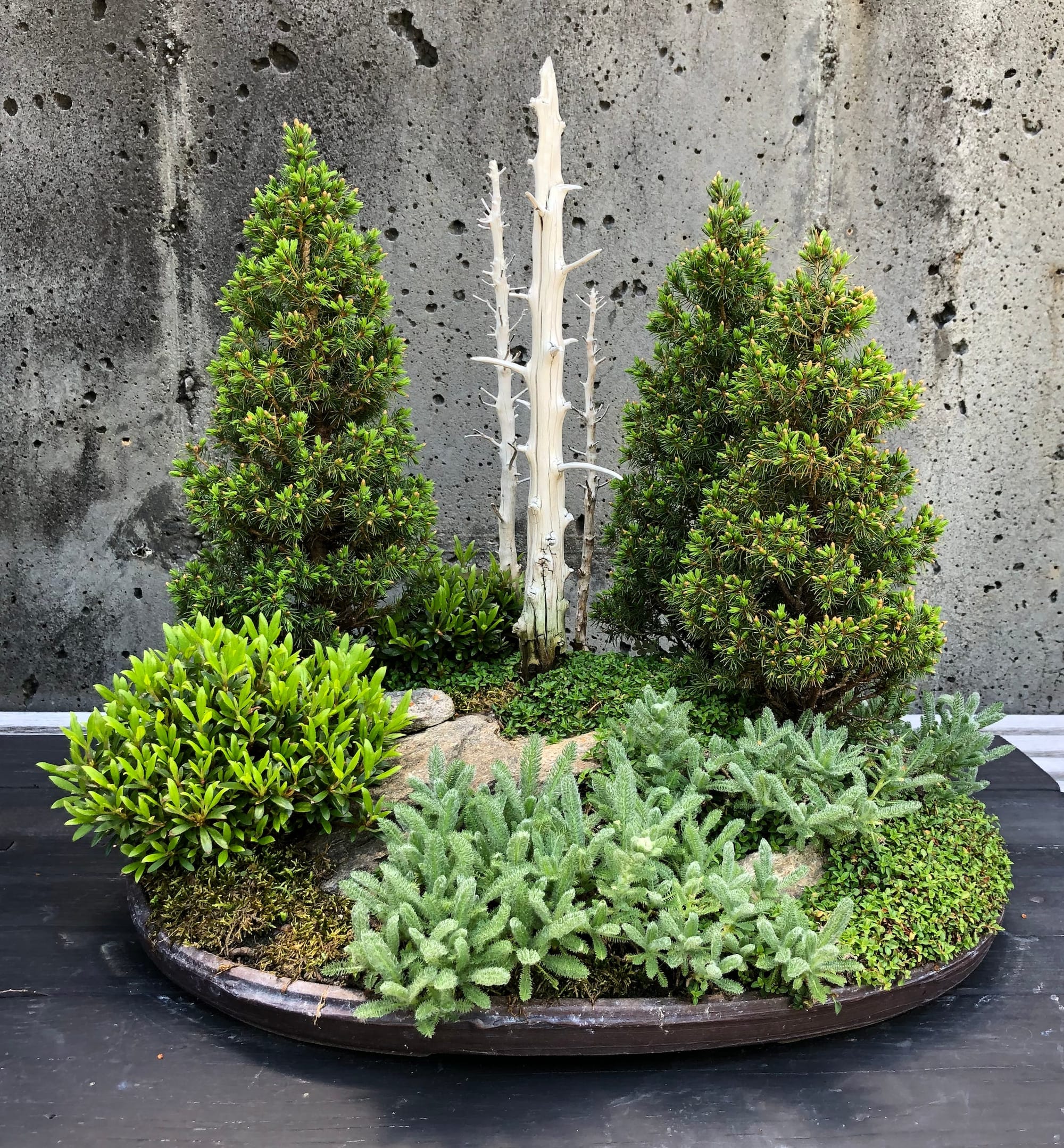 A single Bonsai exhibit consisting of multiple trees, including two standing dead trunks.